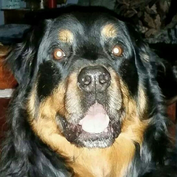 Meet your Posher, Jacqueline - Picture 1 of 1